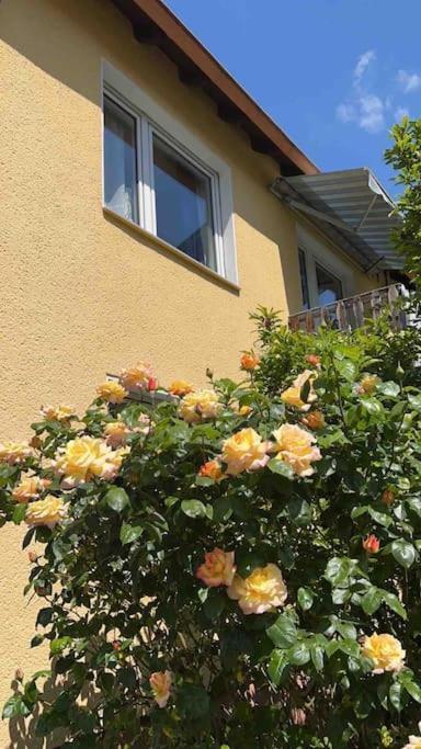 Duesseldorf Messe And Airport, 2-Bedroom Apartment With Kitchen And Garden 杜伊斯堡 外观 照片